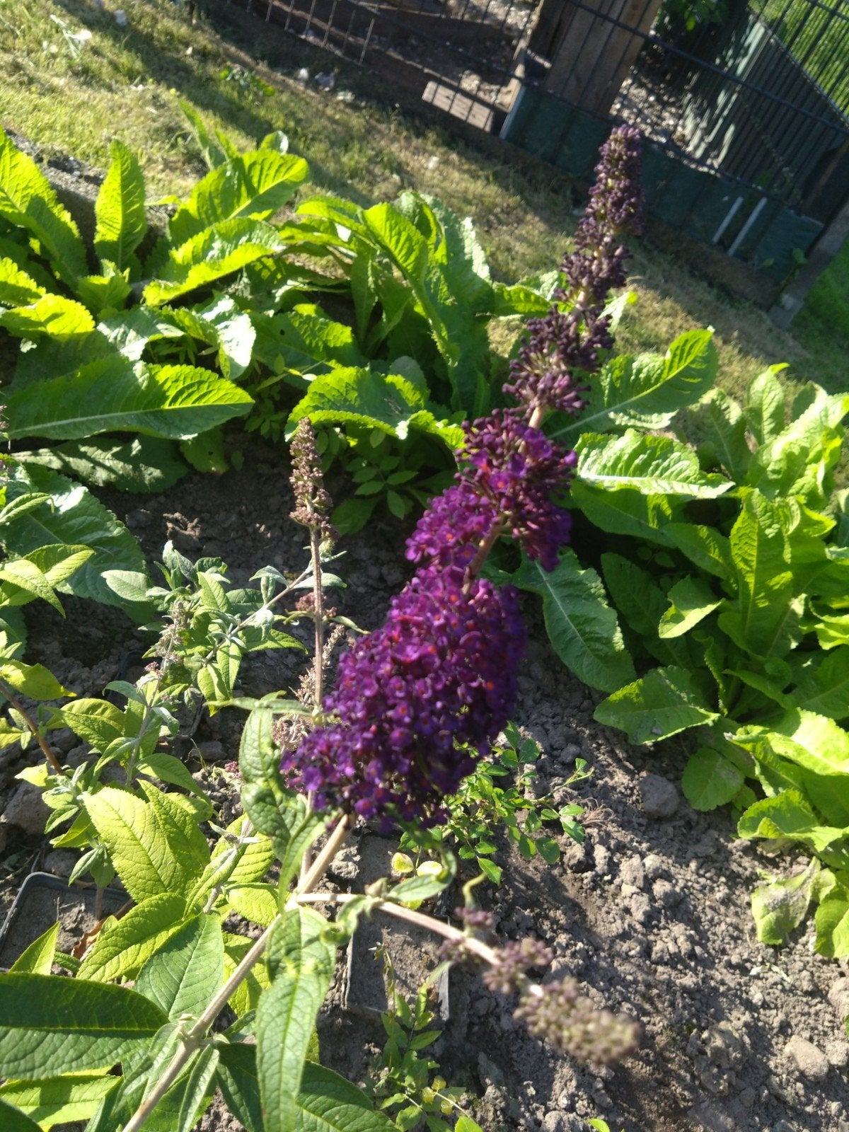 Vlinderstruik donker paars, Tuin en Terras, Ophalen, Vlinderstruik, Struik, Minder dan 100 cm