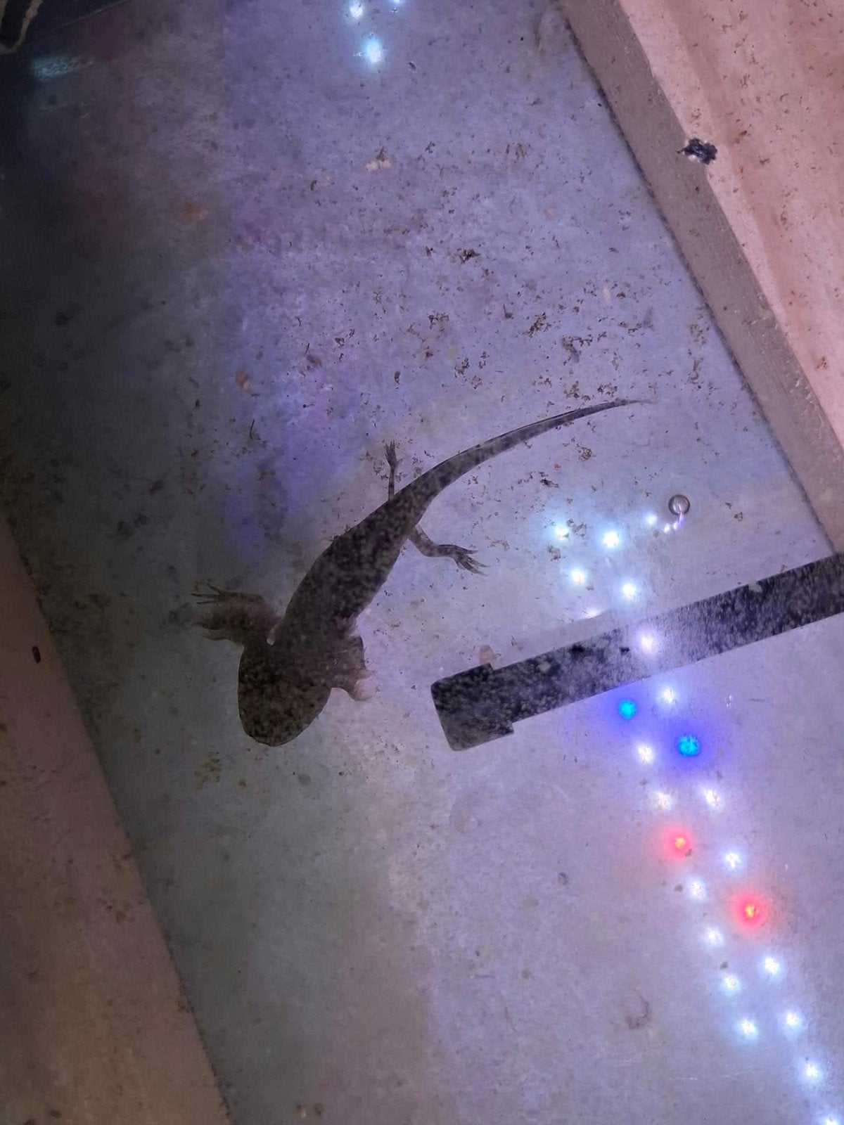 Axolotl wildkleur, Amfibie, 0 tot 2 jaar