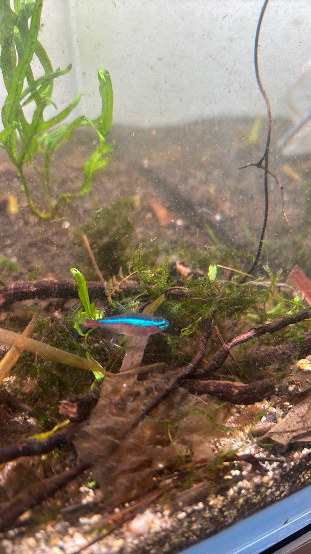 Kardinaal tetra, Dieren en Toebehoren, Vis