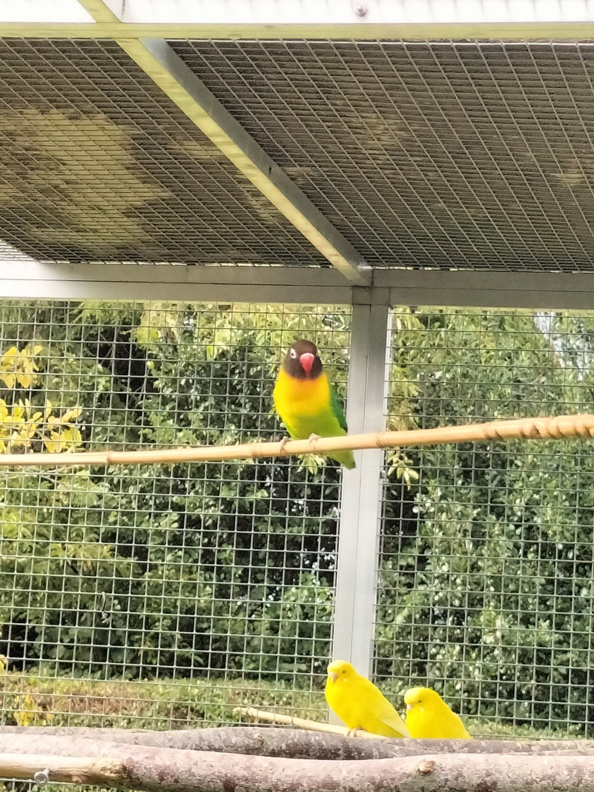 4 argeponisen, Dieren en Toebehoren, Meerdere dieren, Parkiet