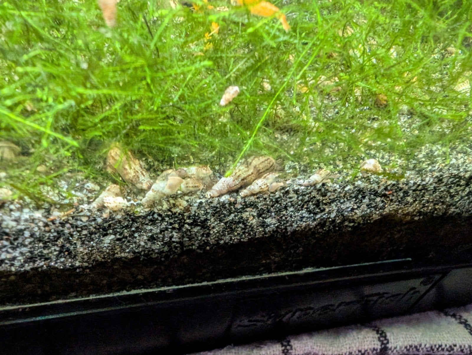 Torenslakken 10 stuks €3, Slak of Weekdier
