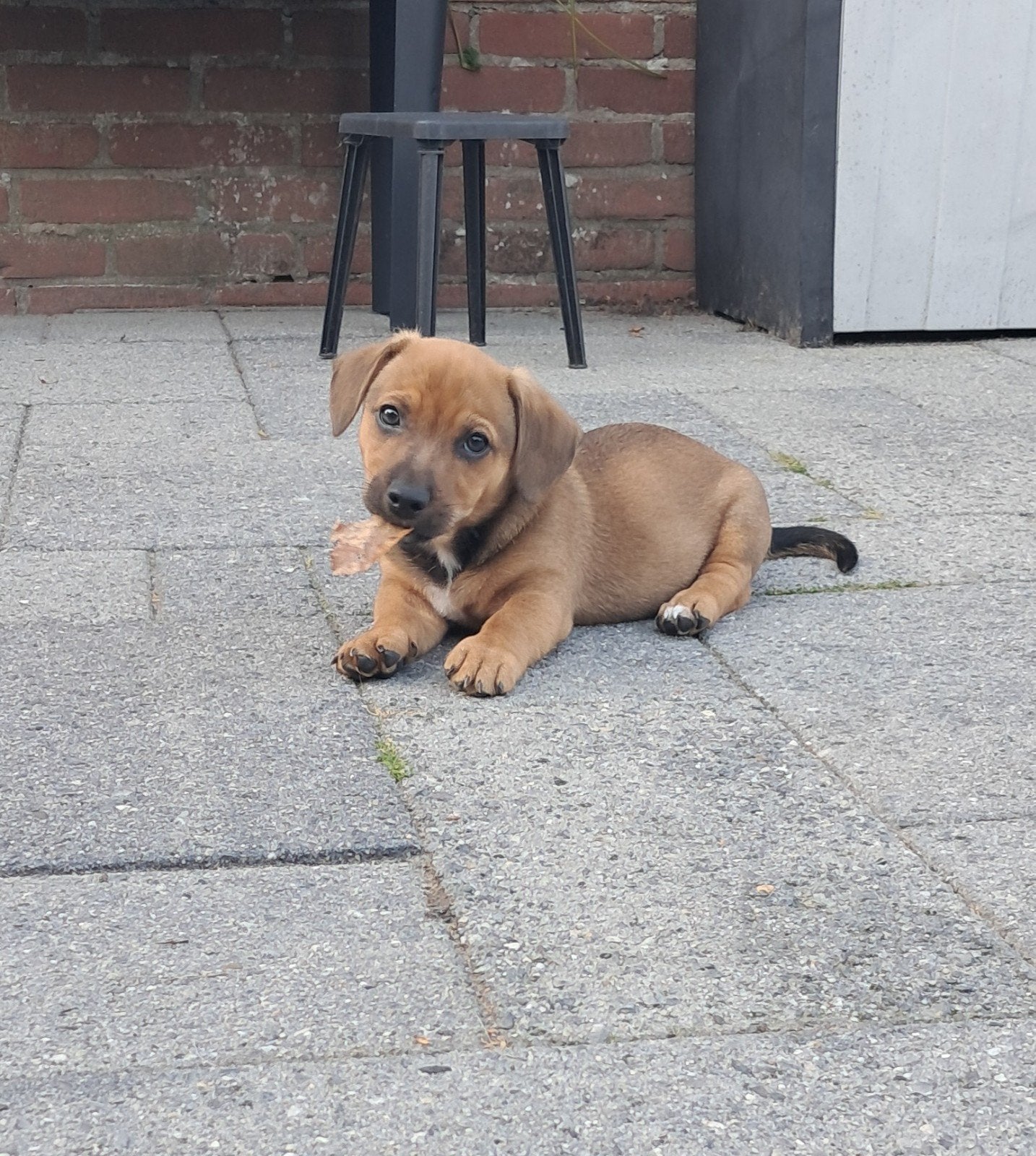 2 super leuke Jack Russel pups reu bruin en Black&tan, Jack Russell Terriër, Reu, 8 tot 15 weken, Meerdere