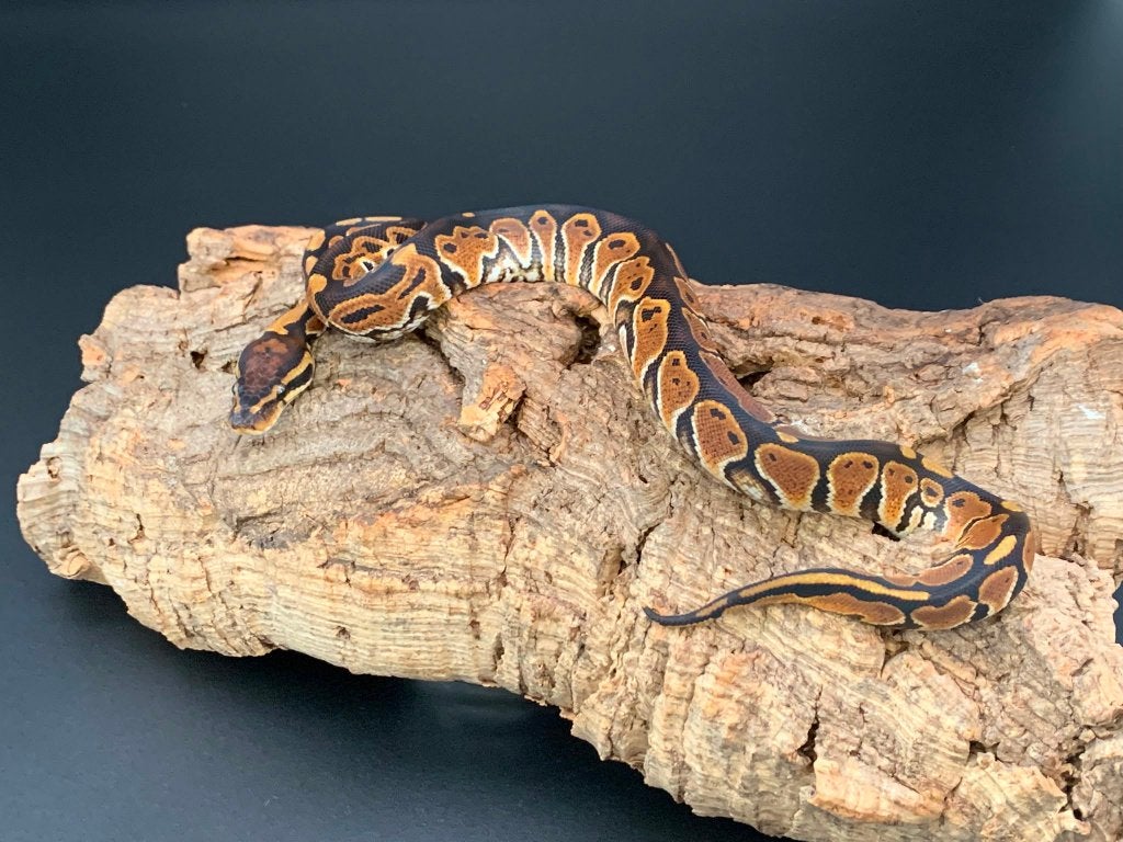 0.1 special python regius Ball Python - female for sale from DemonSnakes