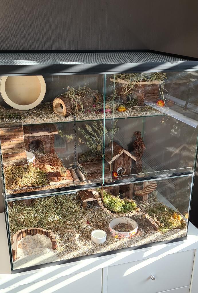Dwerghamster huisvesting van glas 60x40x60, Dieren en Toebehoren, Knaagdieren en Konijnen | Hokken en Kooien, Nieuw, Hok, Minder dan 60 cm