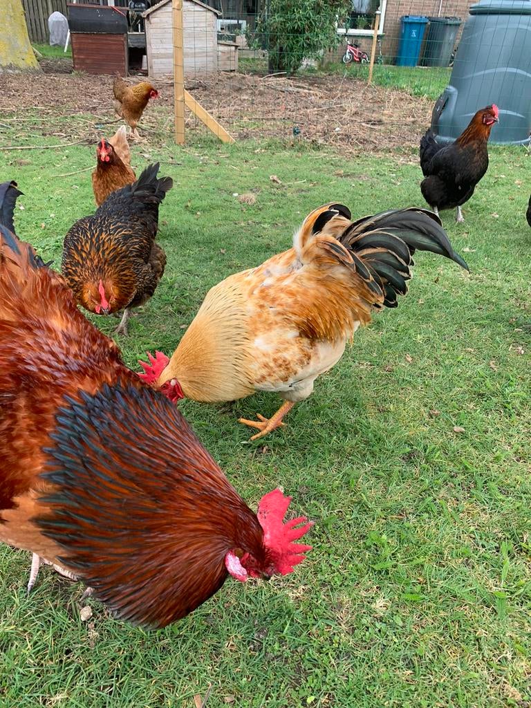 Broedeieren barnevelder, Dieren en Toebehoren, Pluimvee, Geslacht onbekend, Kip