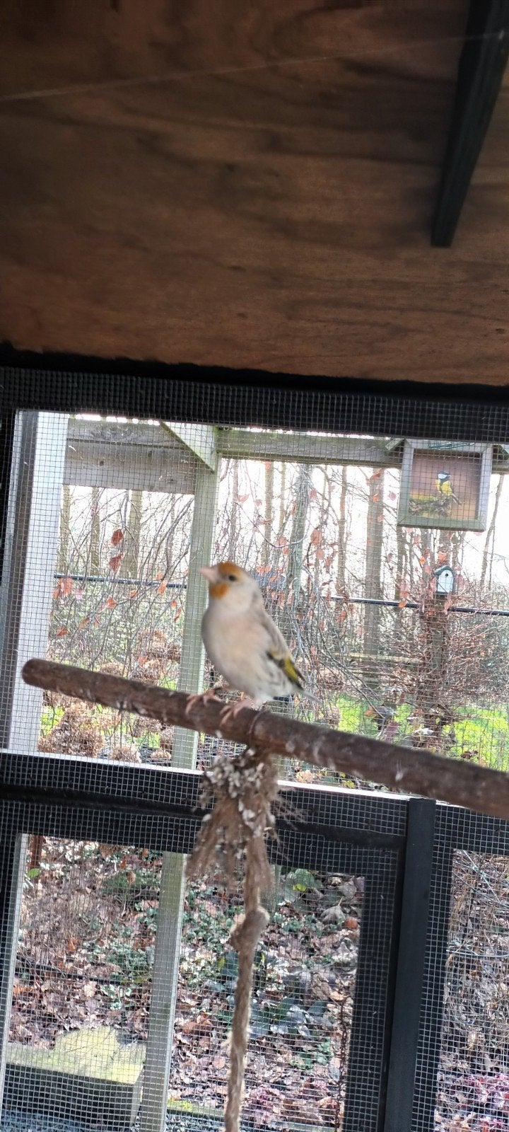 bastaard kanarie, Vrouwelijk