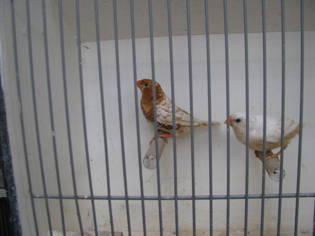 koppel oranjeborst zwartborst isabel bruin zebravinken, Dieren en Toebehoren, Vogels | Overige Vogels, Meerdere dieren