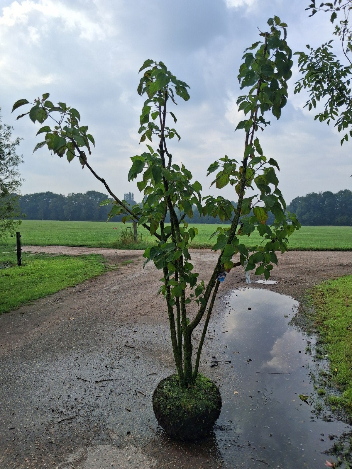 Clerodendrum trichotomum - Pindakaasboom meerstammig250-300, Volle zon, 250 tot 400 cm, Zomer, Overige soorten