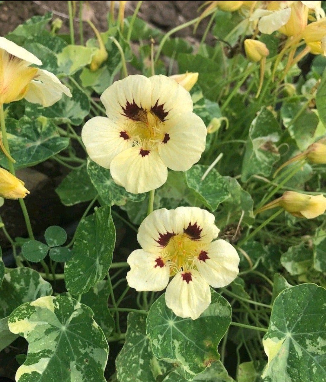 Cream Troika Nasturtium moestuin zaden biologisch, Ophalen of Verzenden, Volle zon