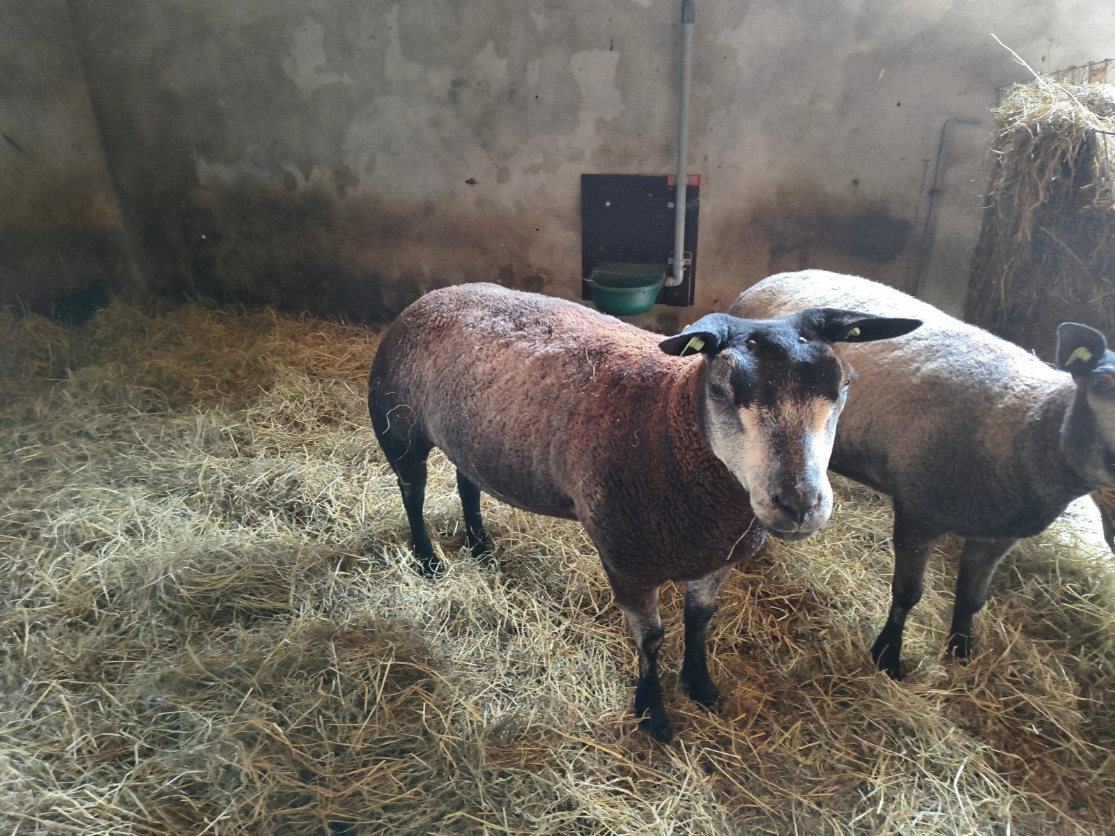 2 Blauwe Texelaar ooien, Vrouwelijk, Schaap, 0 tot 2 jaar