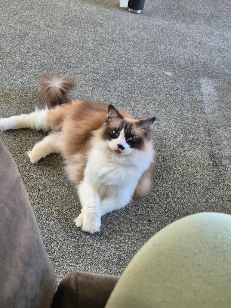 Ragdoll zoekt nieuw huisje, Dieren en Toebehoren, Poes