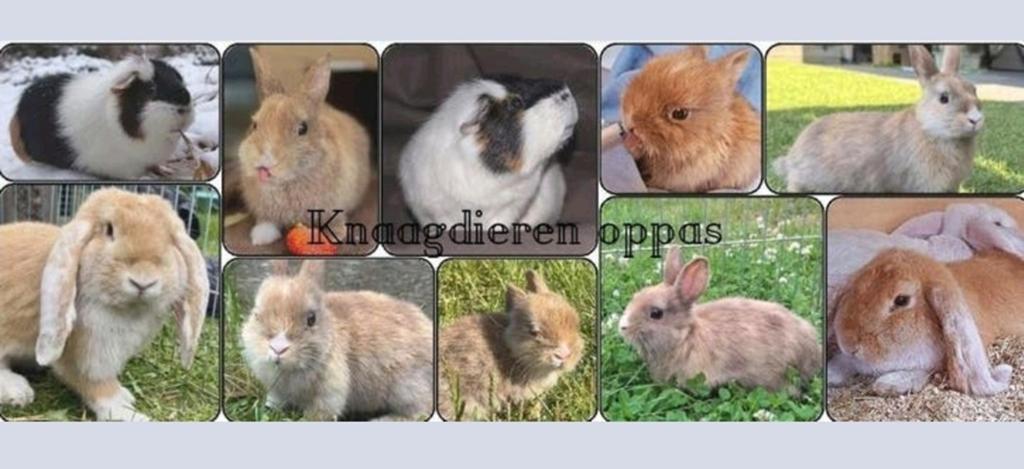 Cavia en Konijnen oppas aangeboden!!, November, Meerdere dieren, Overige typen