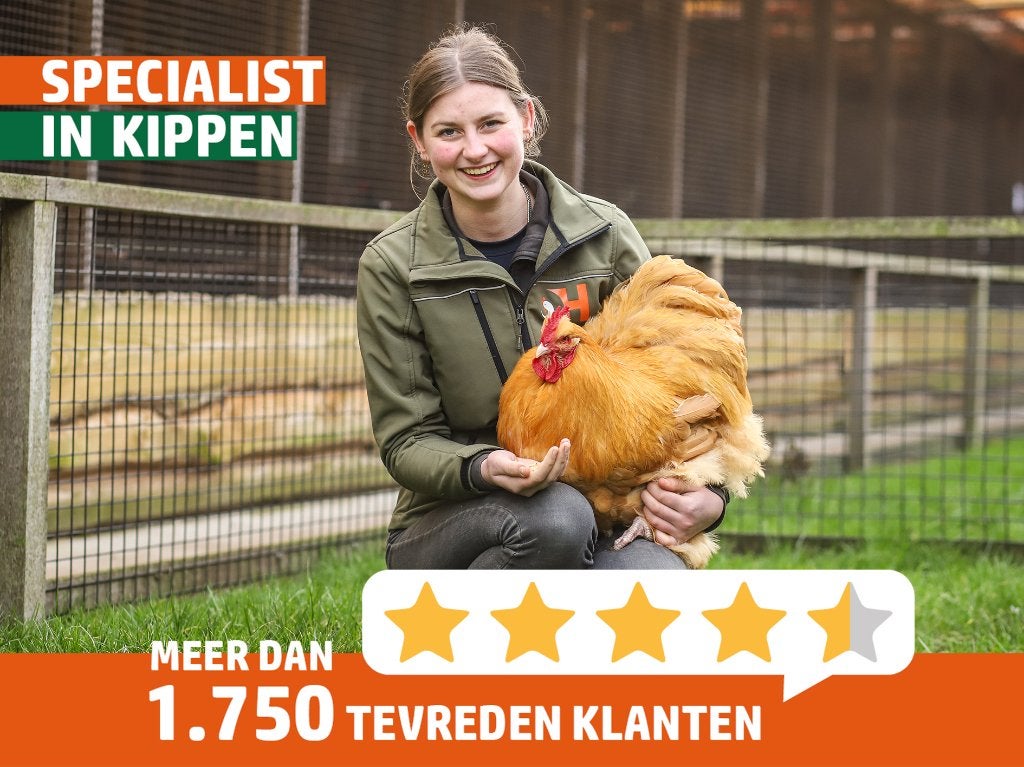 Grote Red Island | Nieuwsgierige kippen | Passend advies, Dieren en Toebehoren, Vrouwelijk, Kip