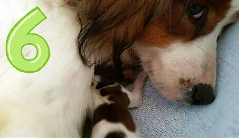 Schitterende kooikerhondjepups .kooiker!, Dieren en Toebehoren, Nederland, Overige rassen, 8 tot 15 weken, Teef