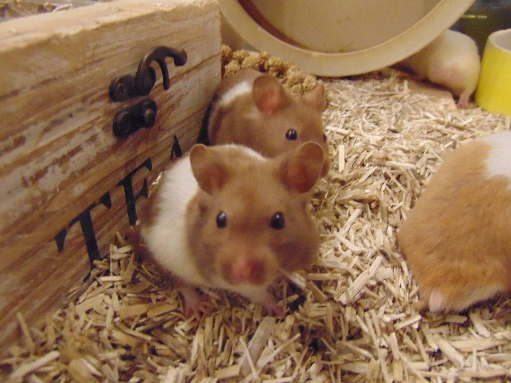 Hamster goudhamster in Assen., Dieren en Toebehoren, Hamster, Mannelijk, Juli, Tam