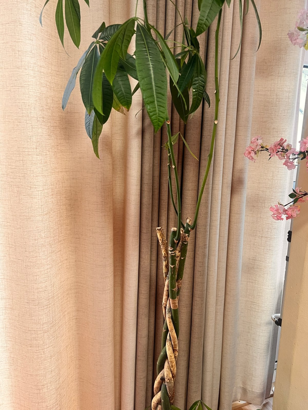 planten, Ophalen, Overige soorten, Halfschaduw, In pot