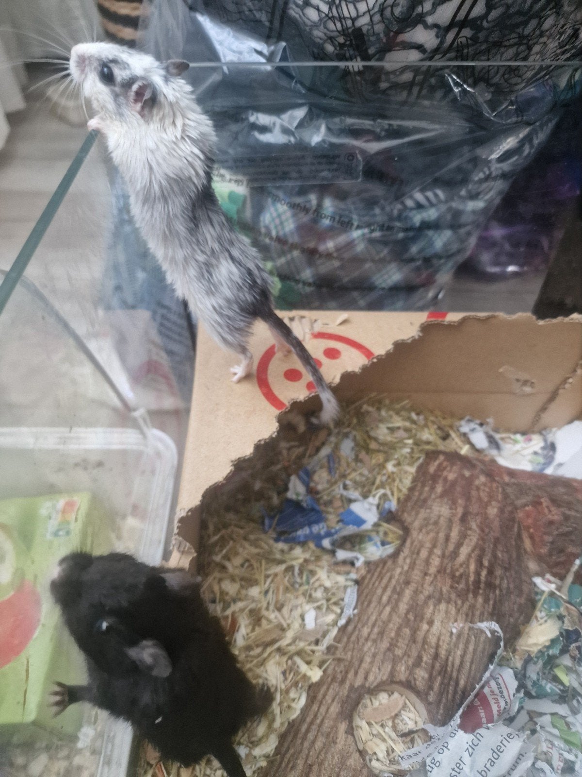 Nog lieve jonge gerbils. Mannetjes, April, Mannelijk, Overige typen