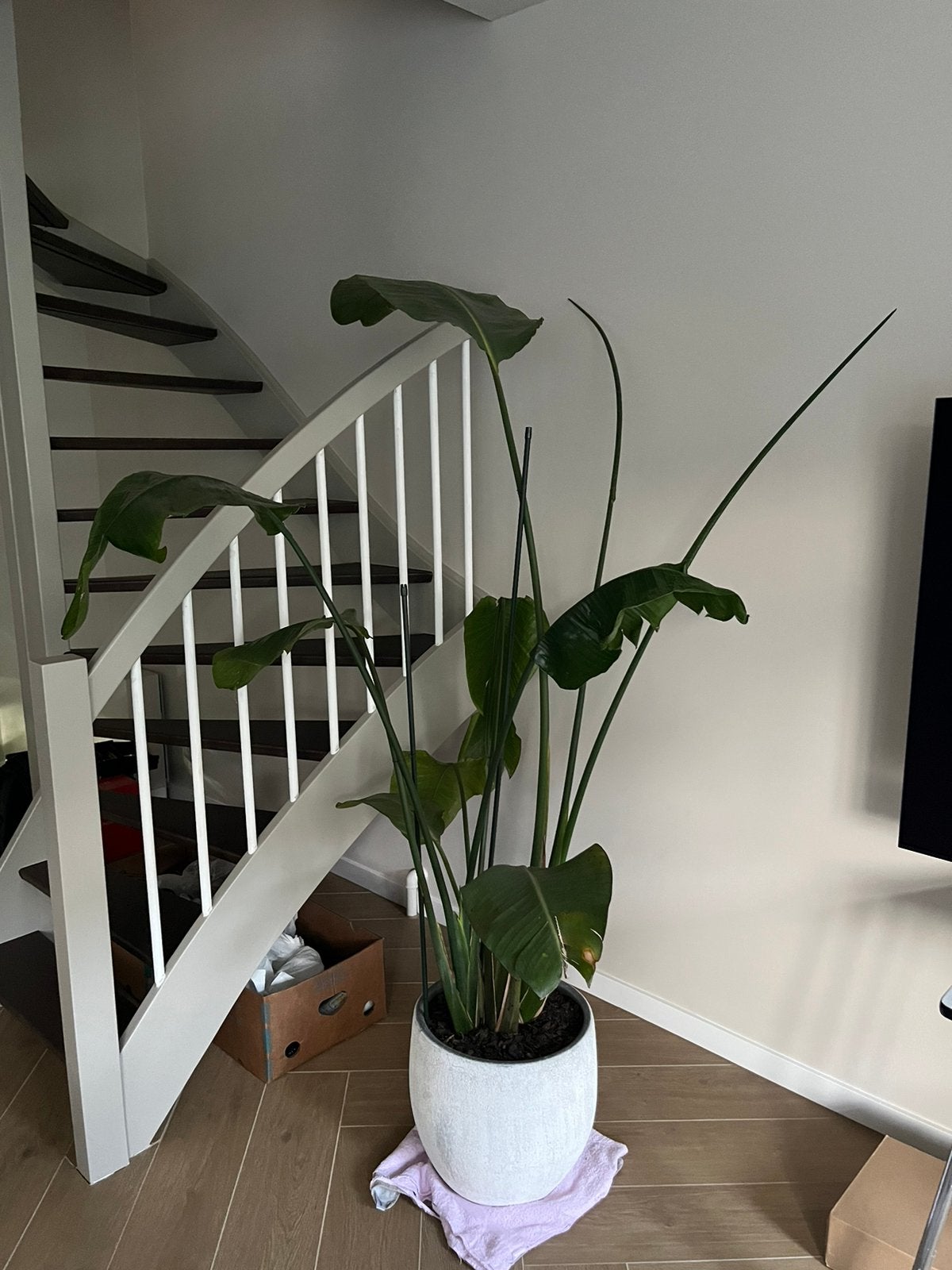 Strelitzia Nicolai 200 cm, Ophalen, Halfschaduw, 200 cm of meer