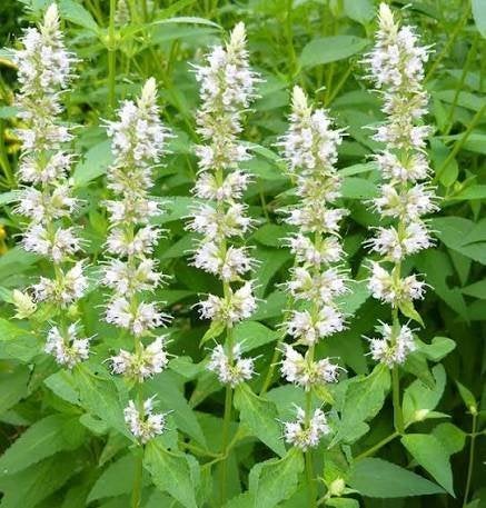 Mooie Agastasche Alablaster (Dropplant) in pot!, Tuin en Terras, Planten | Tuinplanten, Ophalen, Overige soorten, Volle zon