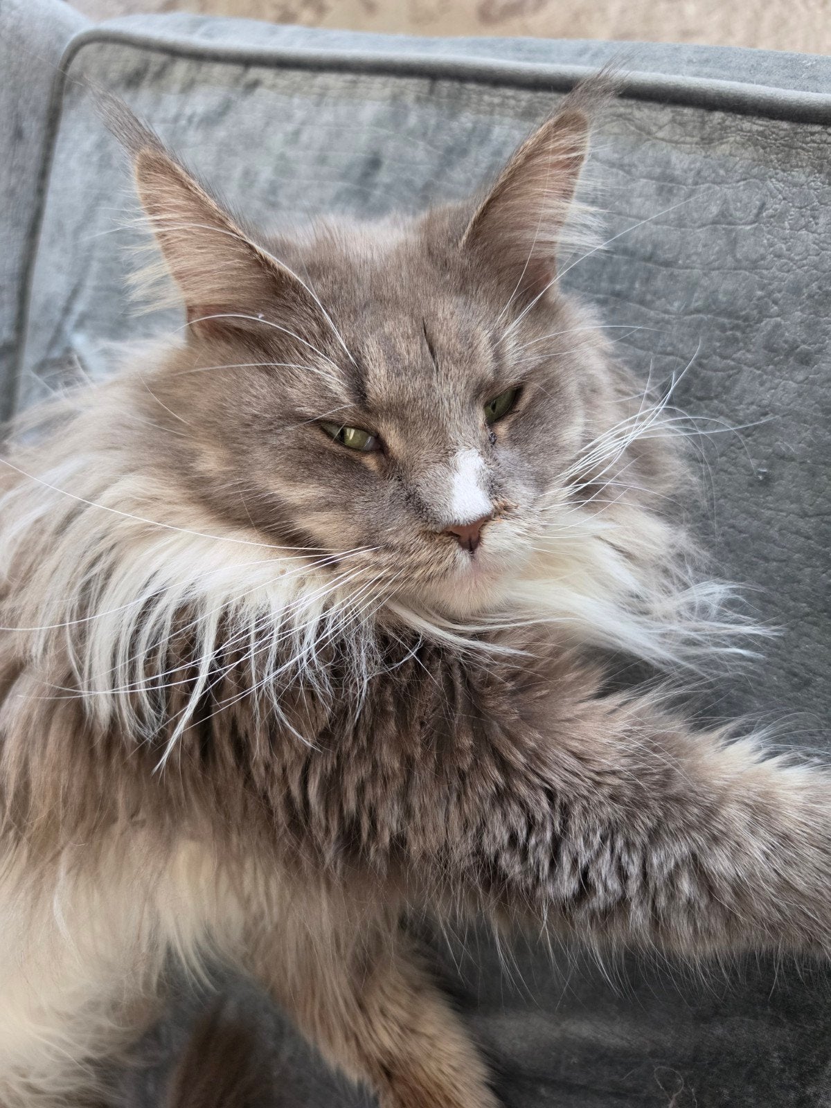 Katten oppas main coon, Poes