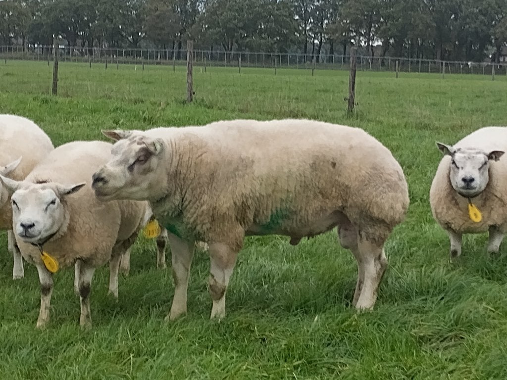 Te koop hele beste stamboek Texelaar ram, Mannelijk, Schaap, 3 tot 5 jaar