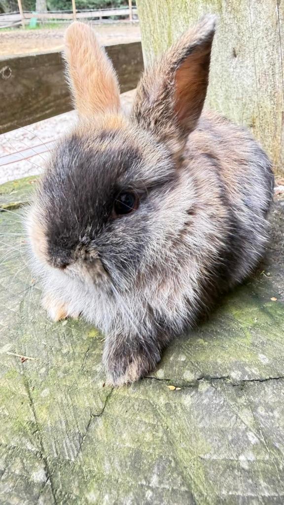 Prachtige half satijn en half kleurdwerg konijntjes te koop!, Dieren en Toebehoren, Meerdere dieren, Dwerg