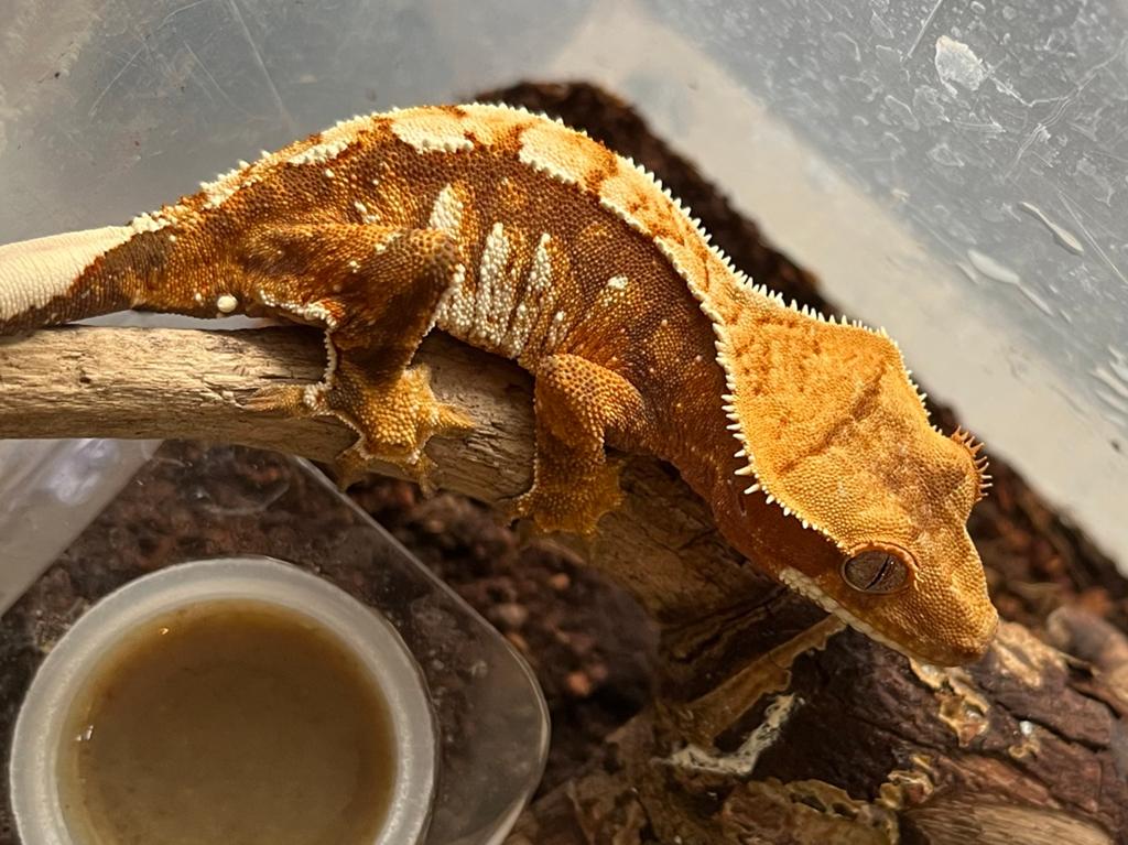 tricolor wimpergekko, ciliatus Crested Gecko - male for sale from Jarrah