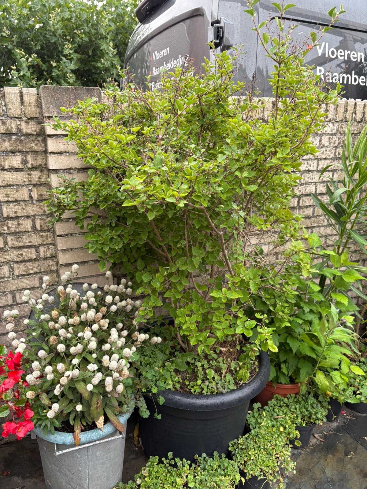Mini sering., Overige soorten, Lente, Minder dan 100 cm, Ophalen