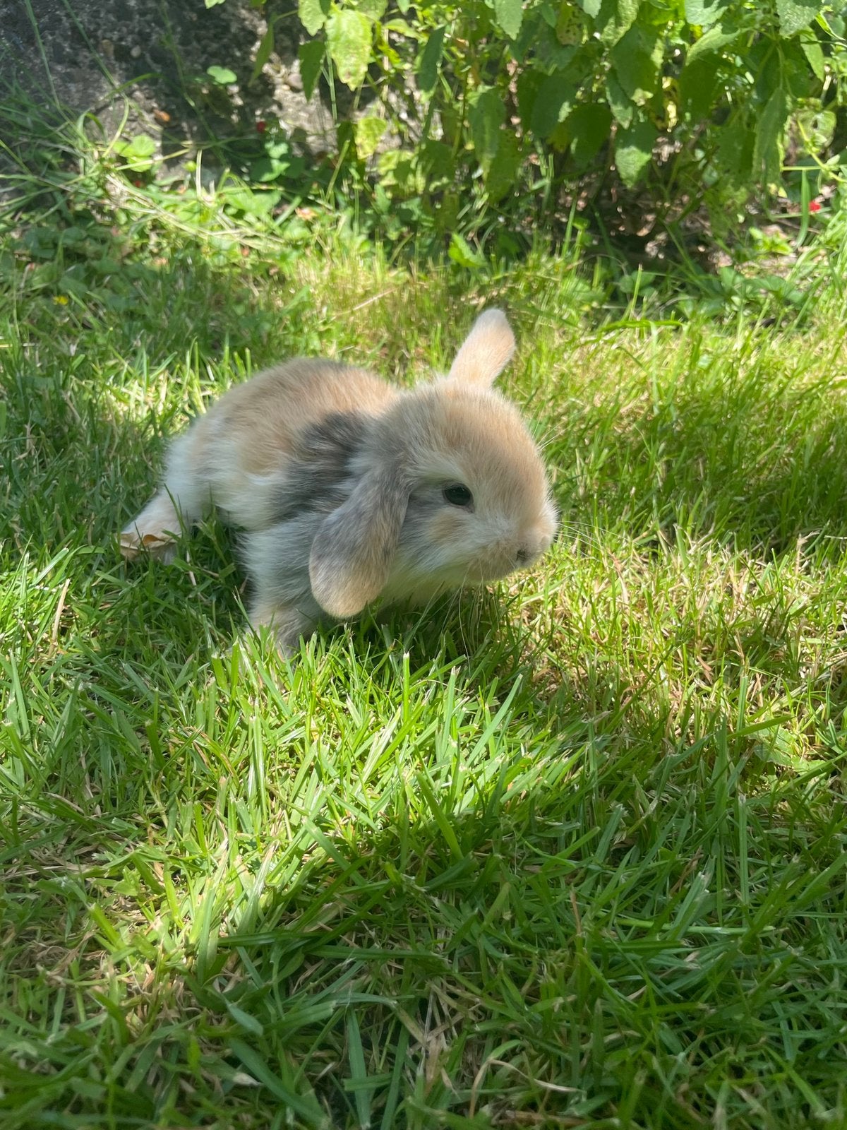 Tamme Raszuivere minilopjes, Dieren en Toebehoren, Konijnen, Meerdere dieren, Klein, Hangoor, 0 tot 2 jaar