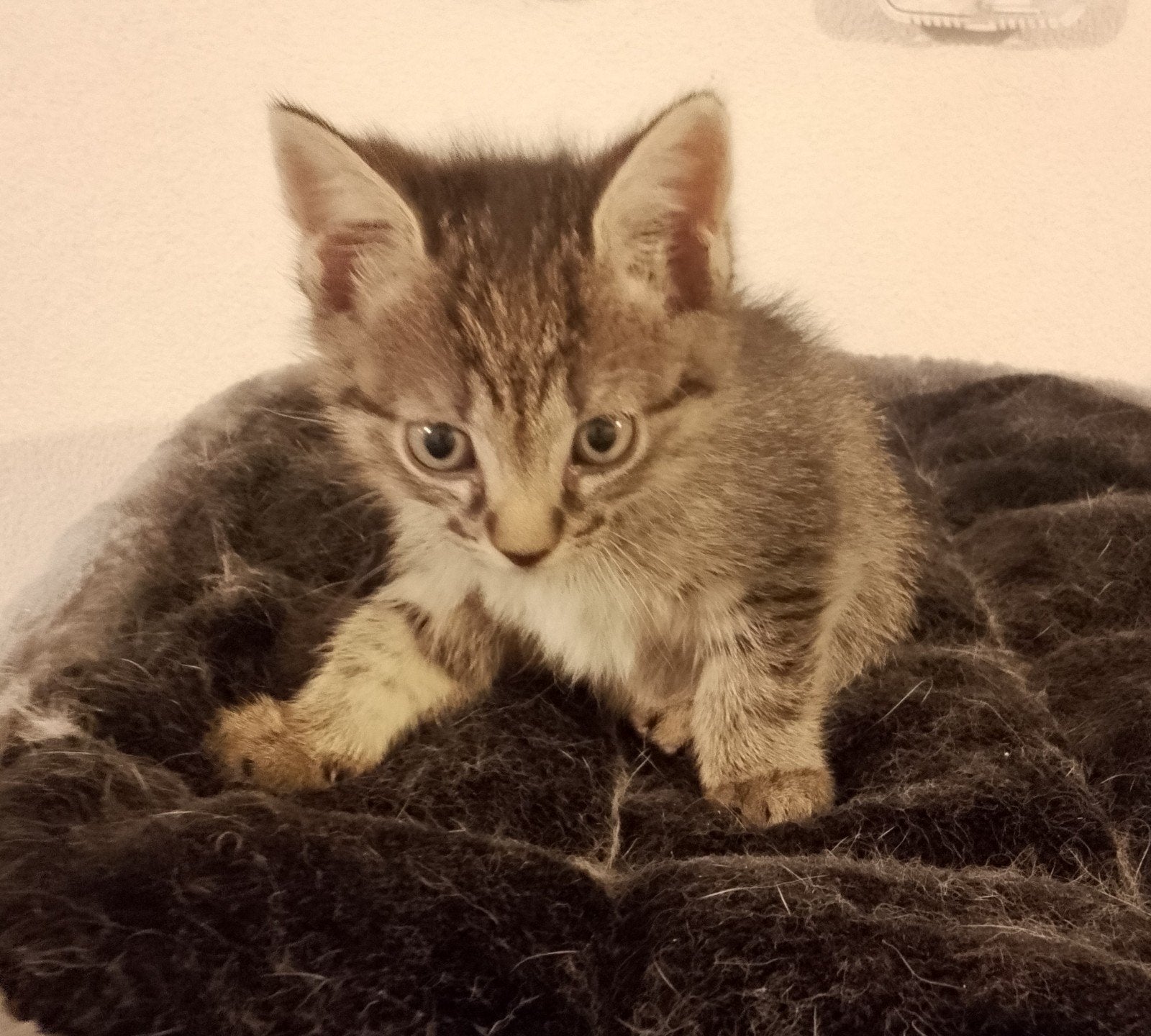 nog 2 mooie kittens te koop