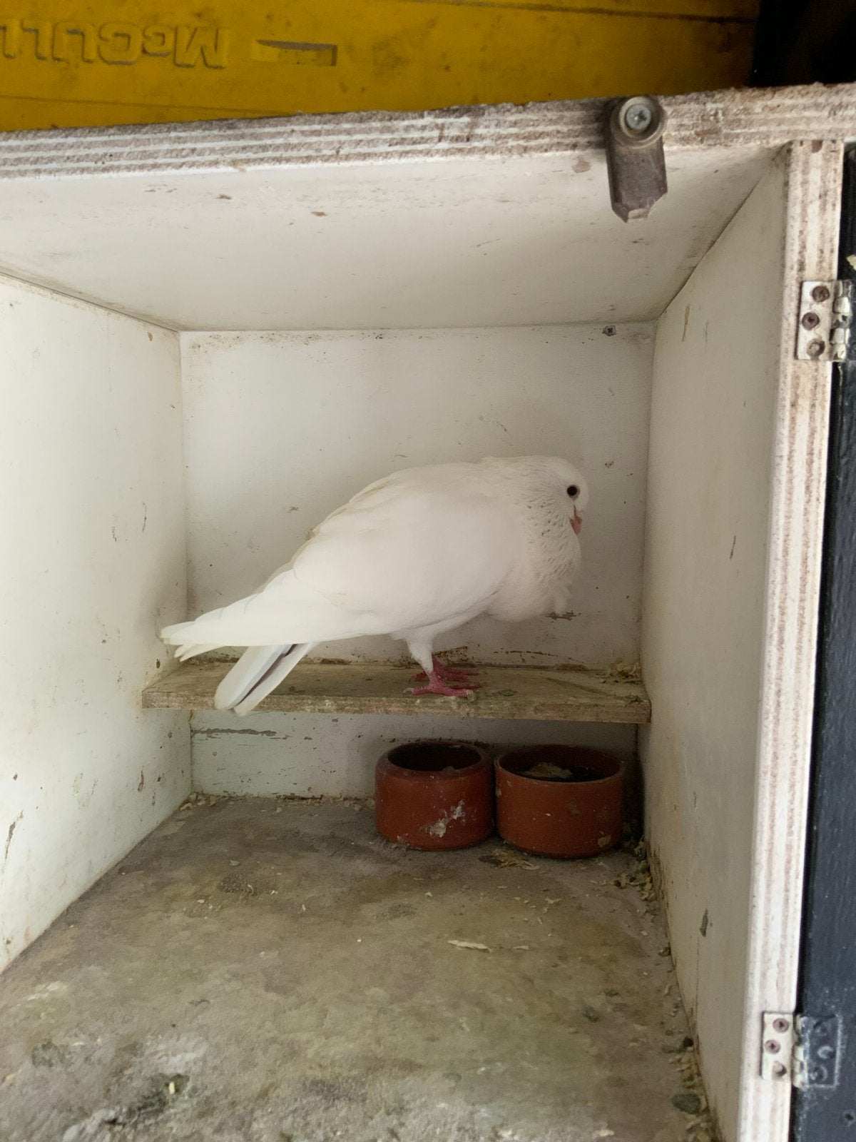 Witte duif, Vrouwelijk