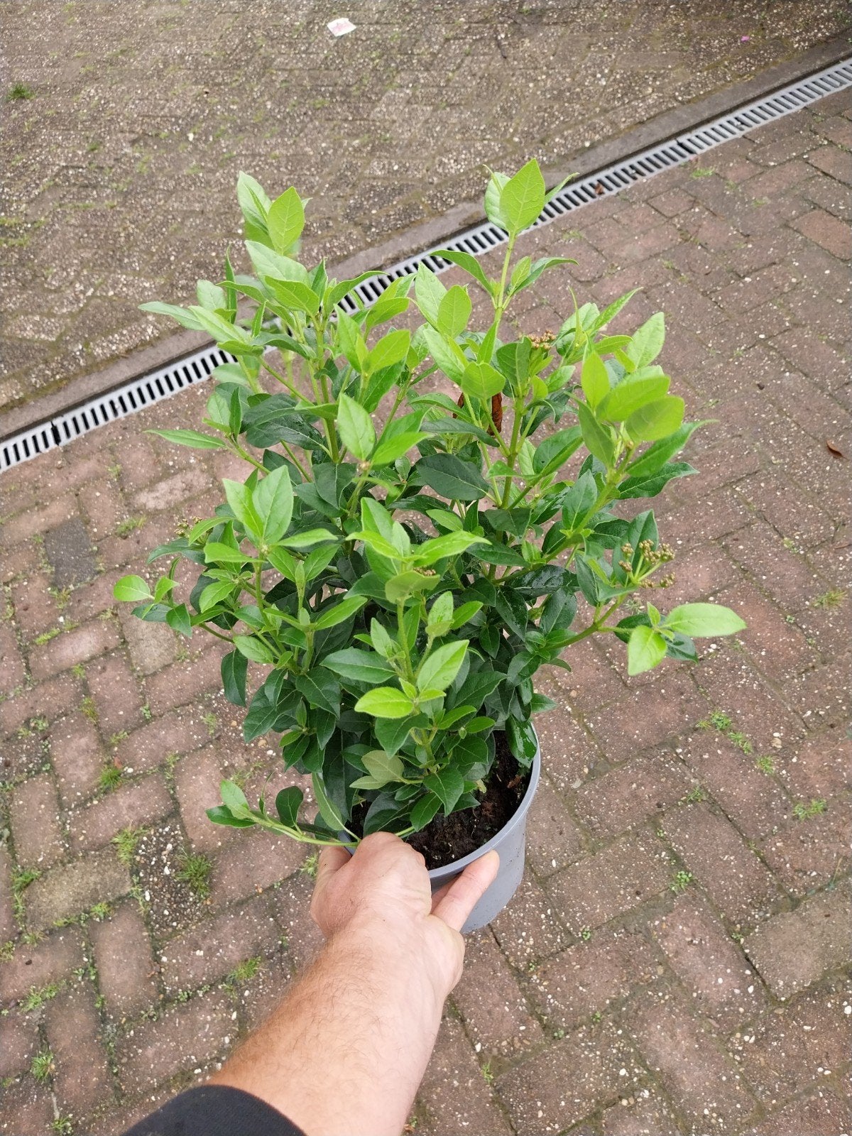 Viburnum Tinus - Wintergroene Sneeuwbal, Vaste plant, Halfschaduw, Winter, Ophalen