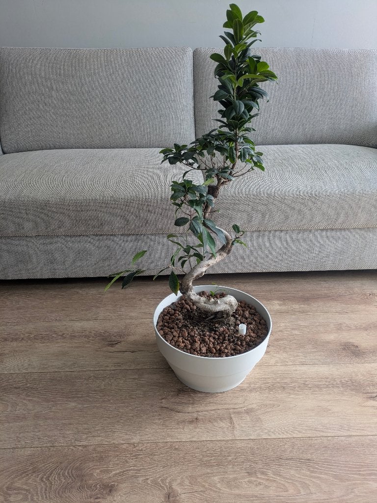 Ficus Bonsai met Elho pot  90  cm hoog, Ophalen, Halfschaduw, In pot, Minder dan 100 cm