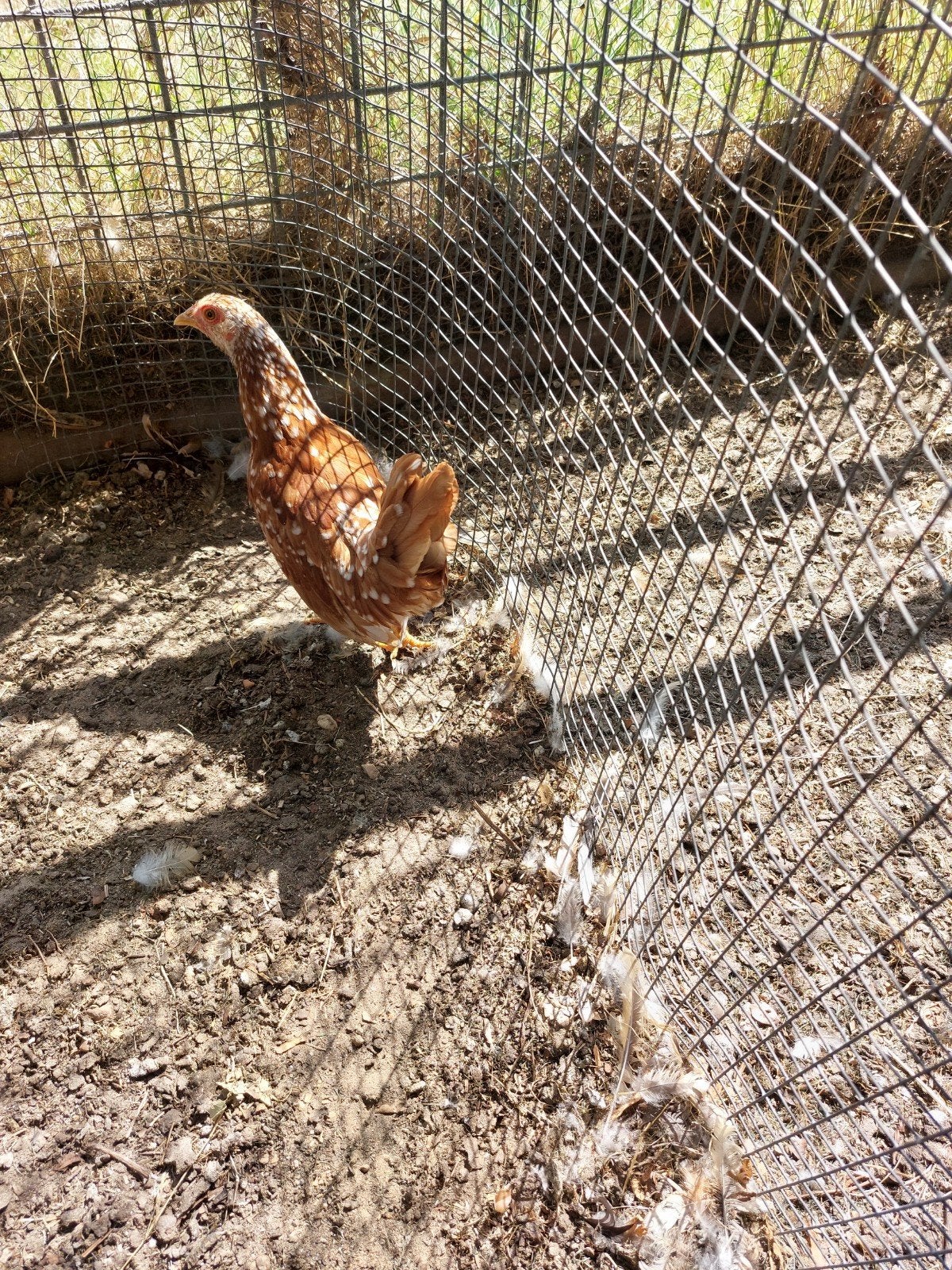 Mooie jonge brahma's te koop, Dieren en Toebehoren, Pluimvee, Meerdere dieren, Kip