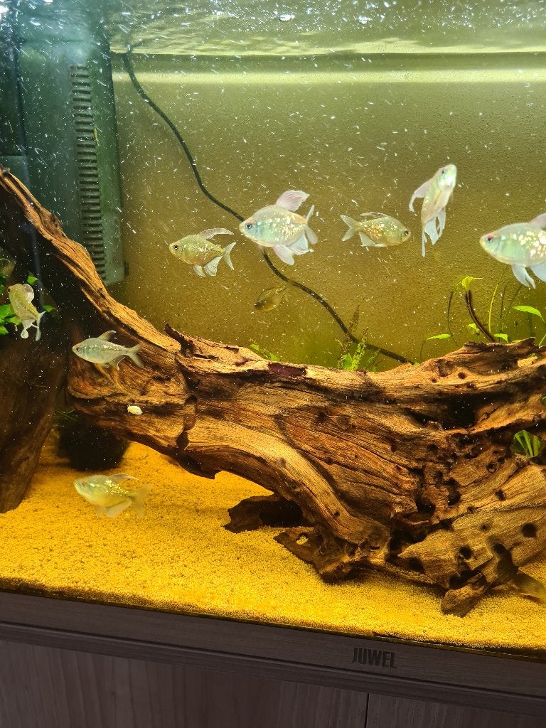 Complete rio 125 met onderkast, Dieren en Toebehoren, Vissen | Aquaria en Toebehoren, Ophalen, Juwel, Inclusief toebehoren, Gevuld zoetwateraquarium