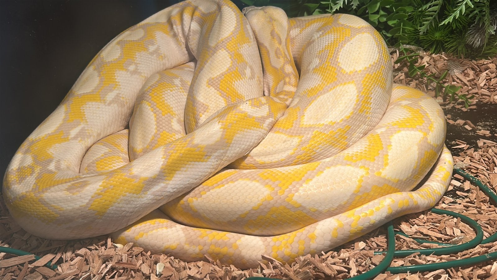 retic lavender albino, volwassen vrouw