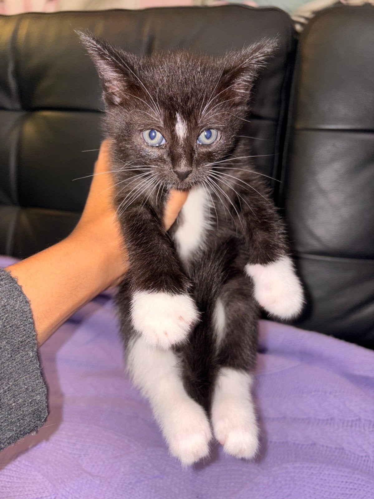 Kittens, Dieren en Toebehoren, Meerdere dieren