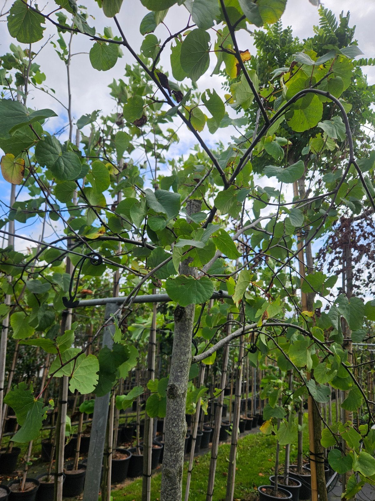 bomenopruiming. 1 cercis siliquistrum judasboom, Tuin en Terras, Ophalen, In pot, Volle zon, Overige soorten