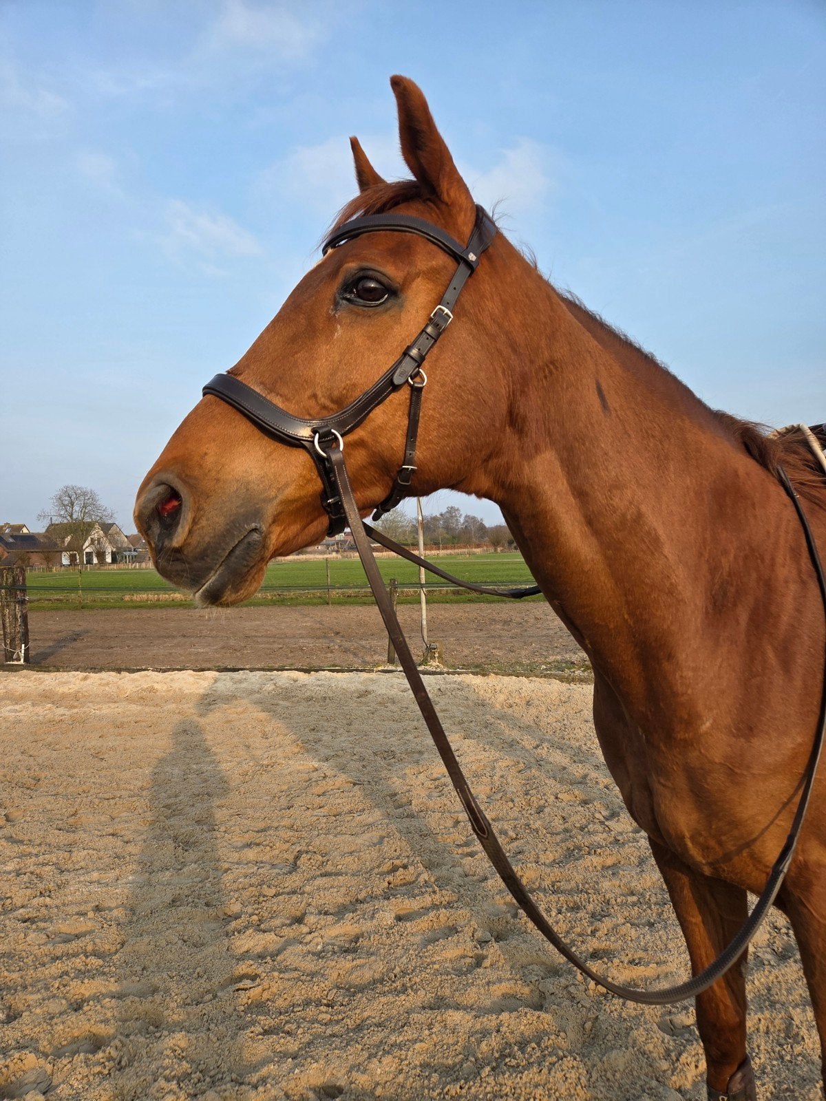 Fairfield bitloos hoofdstel full bruin (sidepull), Dieren en Toebehoren, Hoofdstel, Bruin, Recreatie, Ophalen of Verzenden