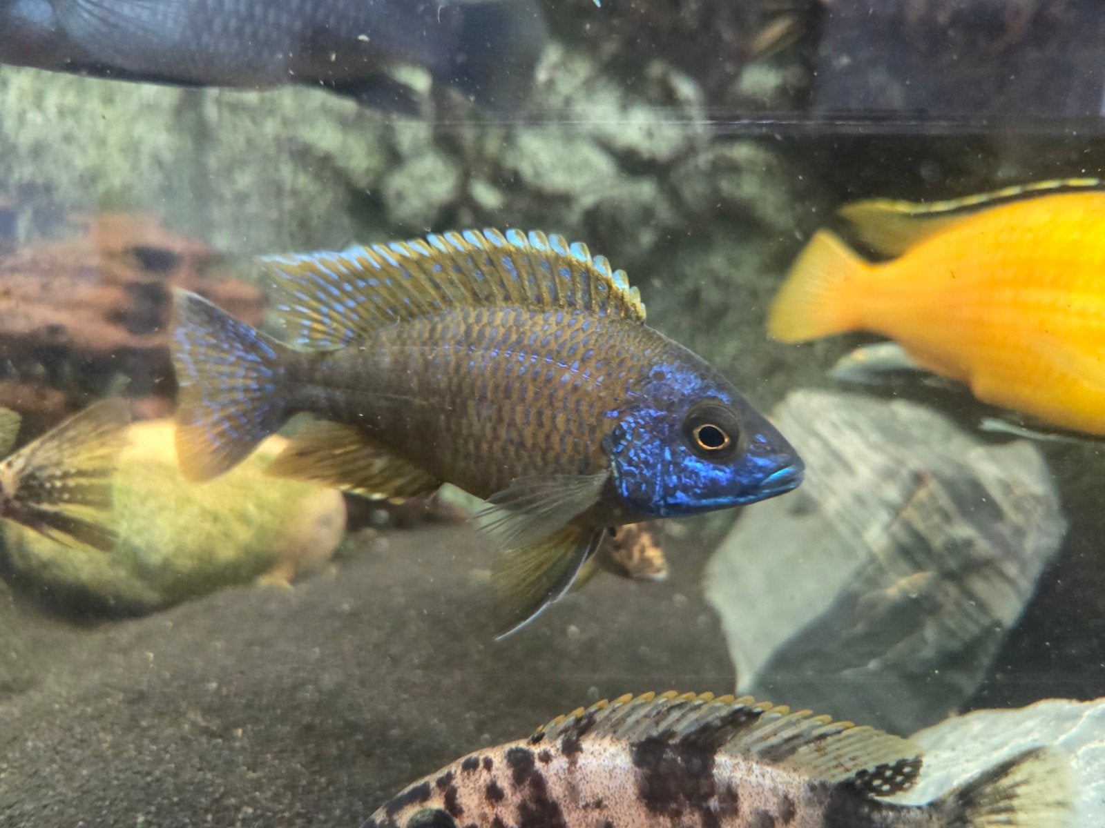 Aulonocara, Dieren en Toebehoren, Vis