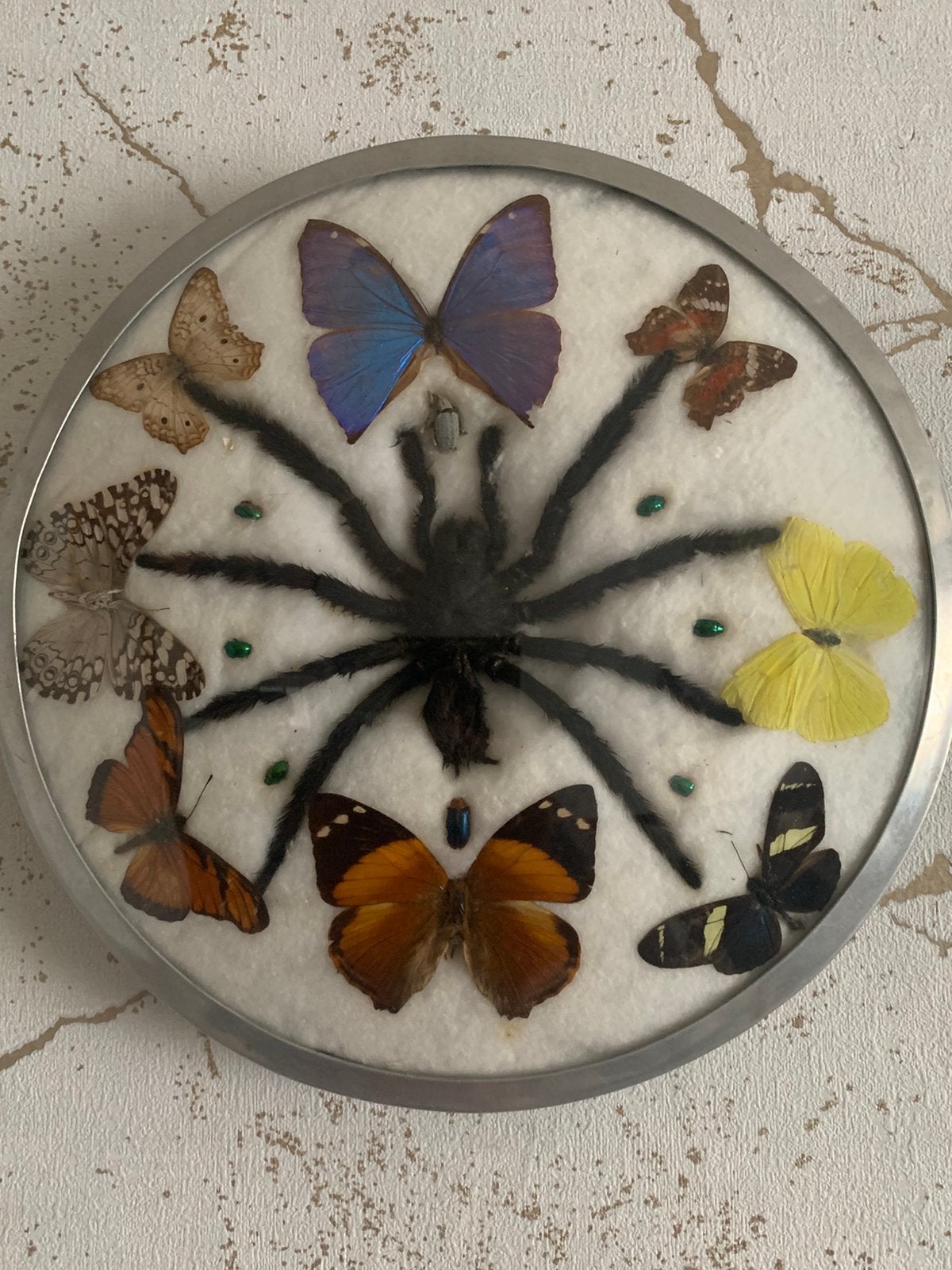 Opgezette dieren in vitrinelijst, Ophalen of Verzenden, Zo goed als nieuw, Insect, Opgezet dier