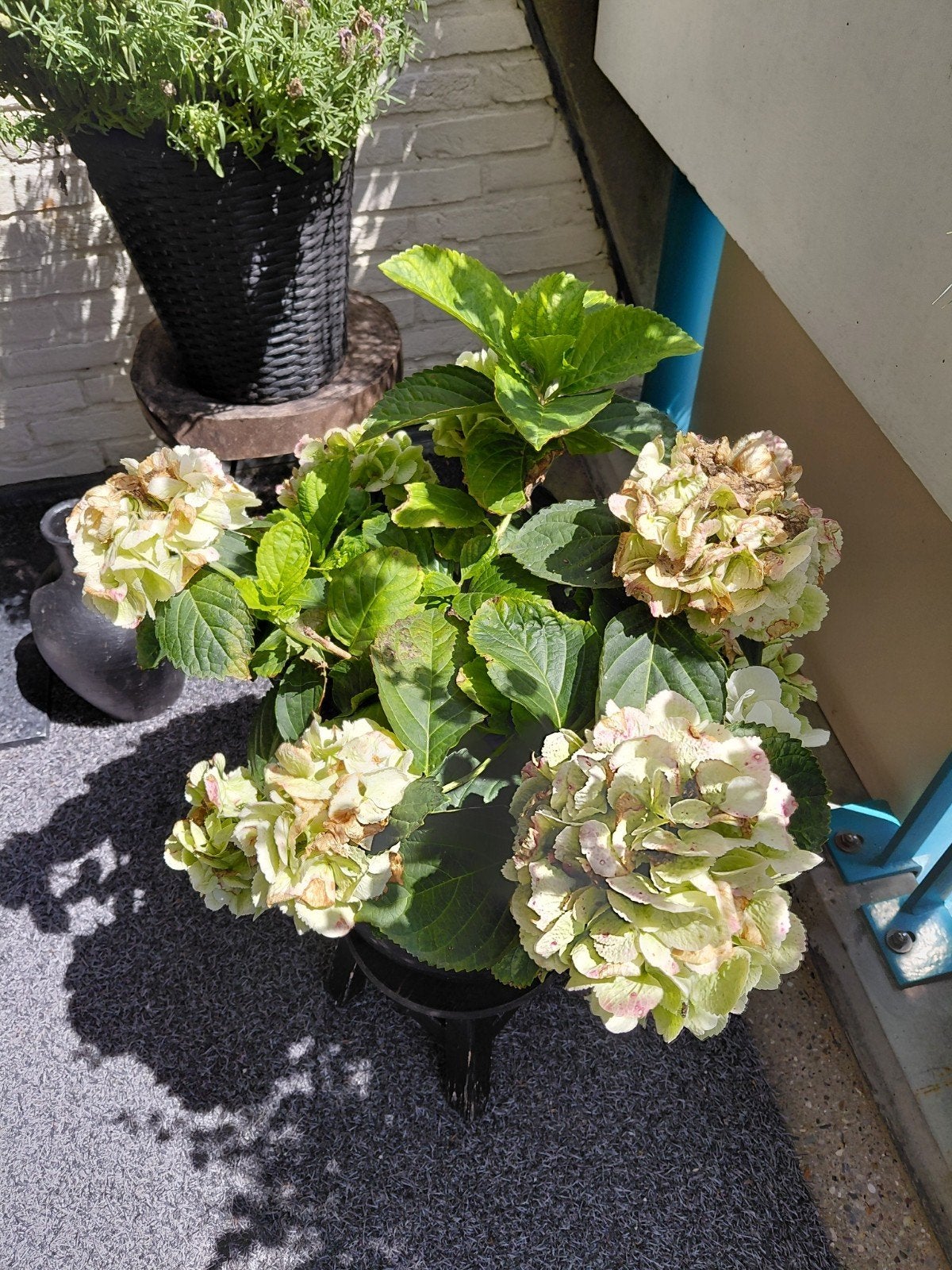 Hortensia te koop, twee  blauwen  en drie  witten, Ophalen, Overige soorten, Halfschaduw