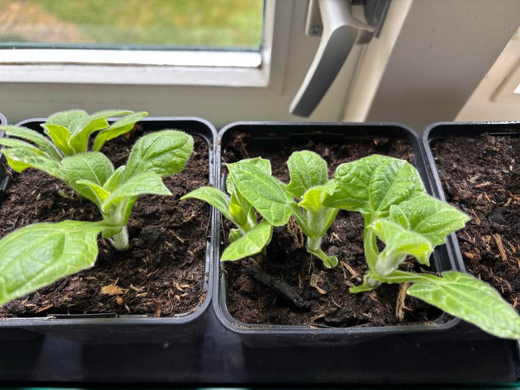 Yacon plantjes., Tuin en Terras, Planten | Tuinplanten, Ophalen, Volle zon, Bloeit niet, Groenteplanten