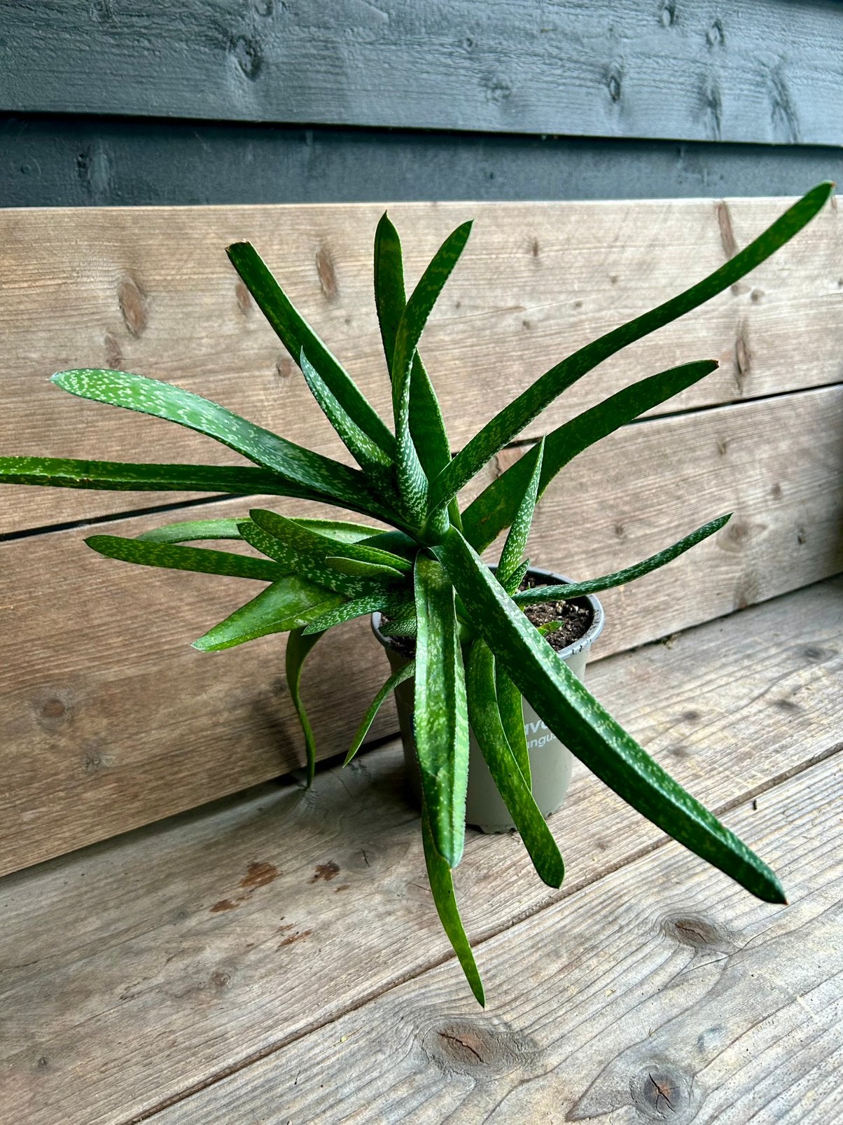 Unieke vetplant (Gasteria), Huis en Inrichting, Ophalen, Vetplant, Halfschaduw, Minder dan 100 cm
