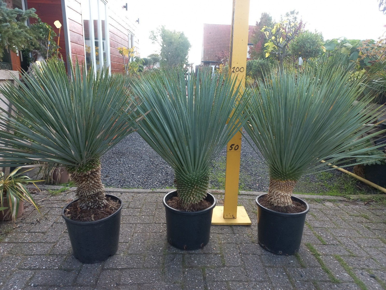 Yucca rostrata - Blauwe Yucca - Winterharde palmlelie, Ophalen, Vaste plant, Overige soorten, Volle zon