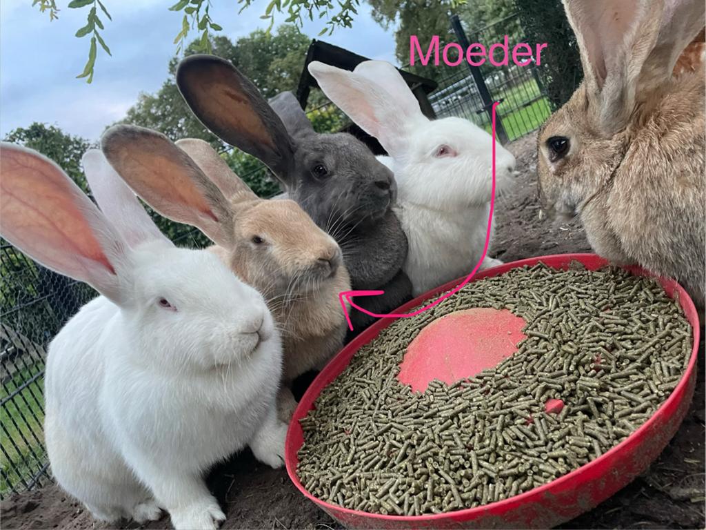 Vlaamse reuzen, Dieren en Toebehoren, Konijnen, Meerdere dieren, Groot, 0 tot 2 jaar