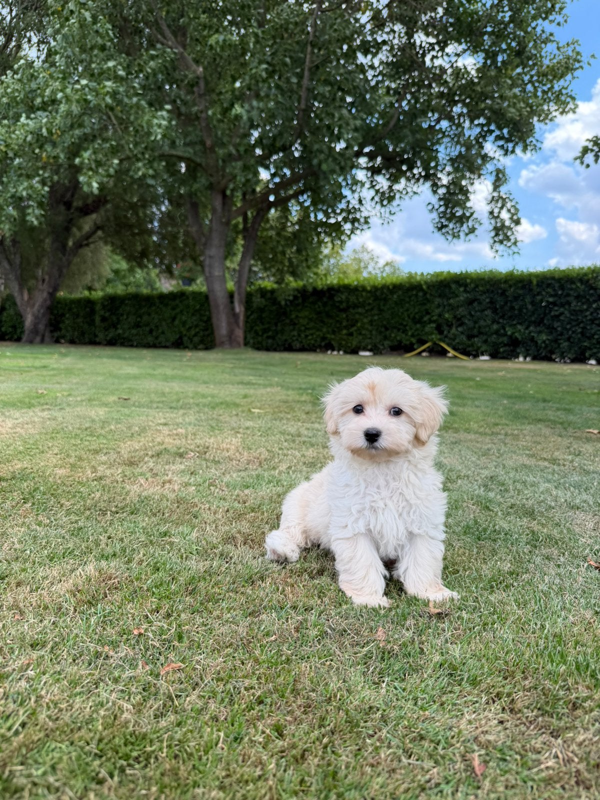 Maltipoo (Maltezer x Poedel) pups, Dieren en Toebehoren, Honden | Chihuahua's en Gezelschapshonden, Poedel, Parvo, Nederland, 8 tot 15 weken