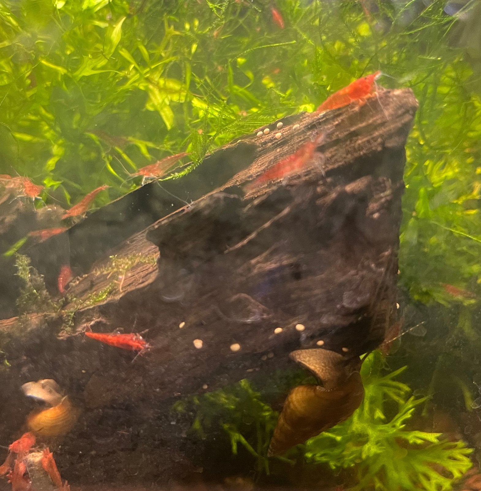 Mooie en gezonde Vuurgarnalen, Kreeft, Krab of Garnaal, Zoetwatervis