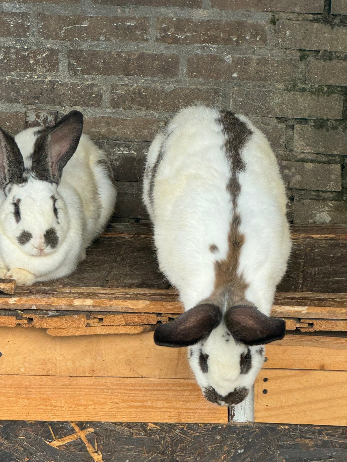 Vlaamse konijntjes, Meerdere dieren, Groot