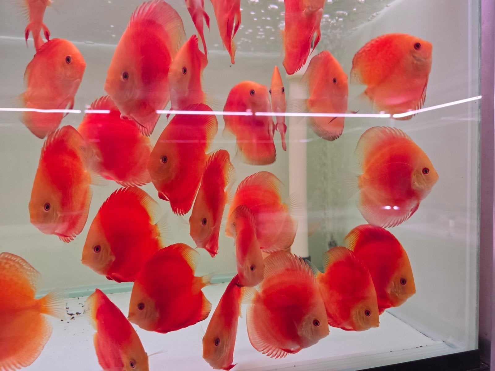 discusvissen, Dieren en Toebehoren, Vis, Zoetwatervis, Schoolvis